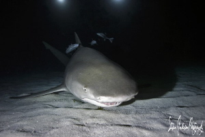 "After Midnite" These Lemon Sharks are amazing to dive wi... by Steven Anderson 